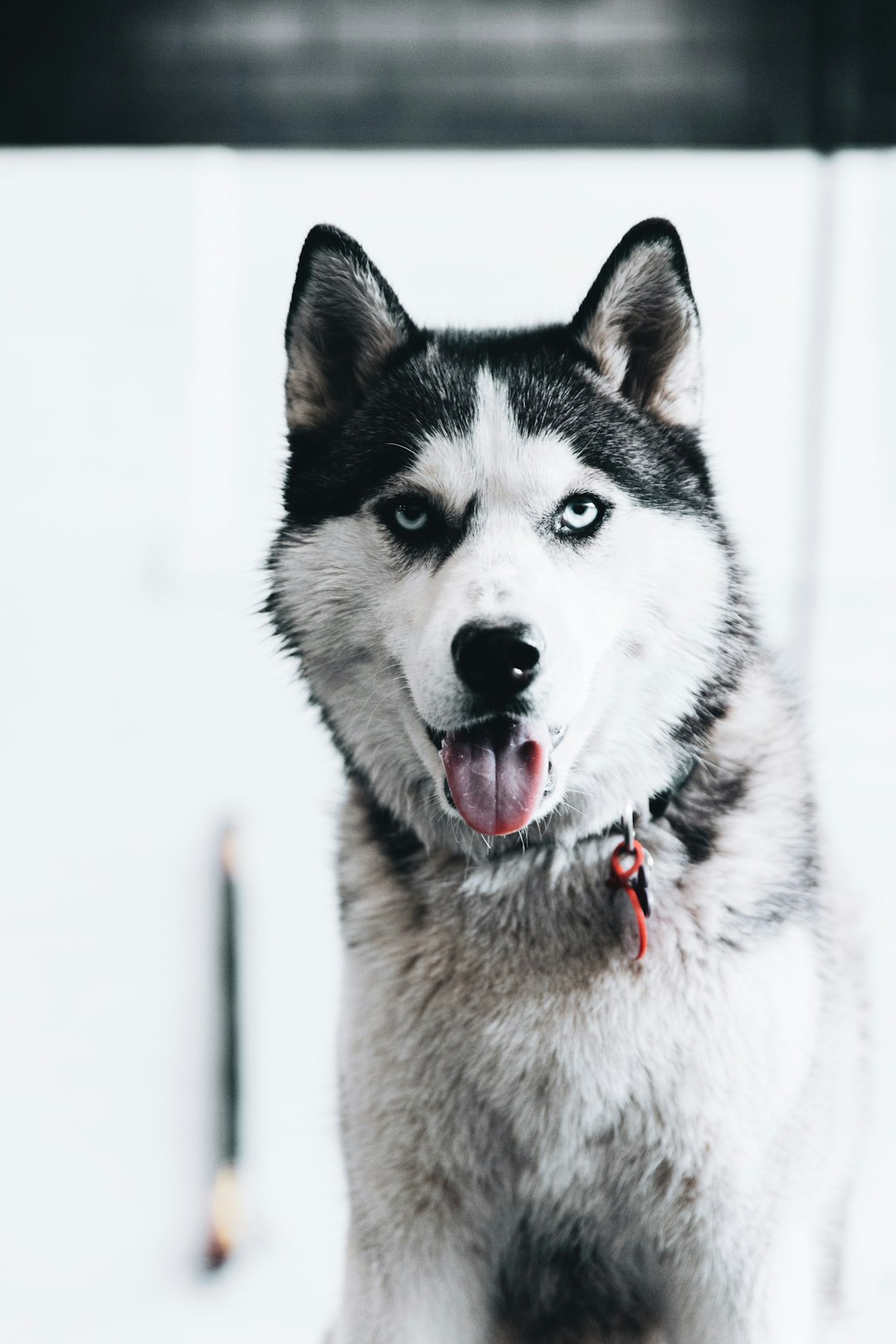 black and white siberian husky on snow covered ground