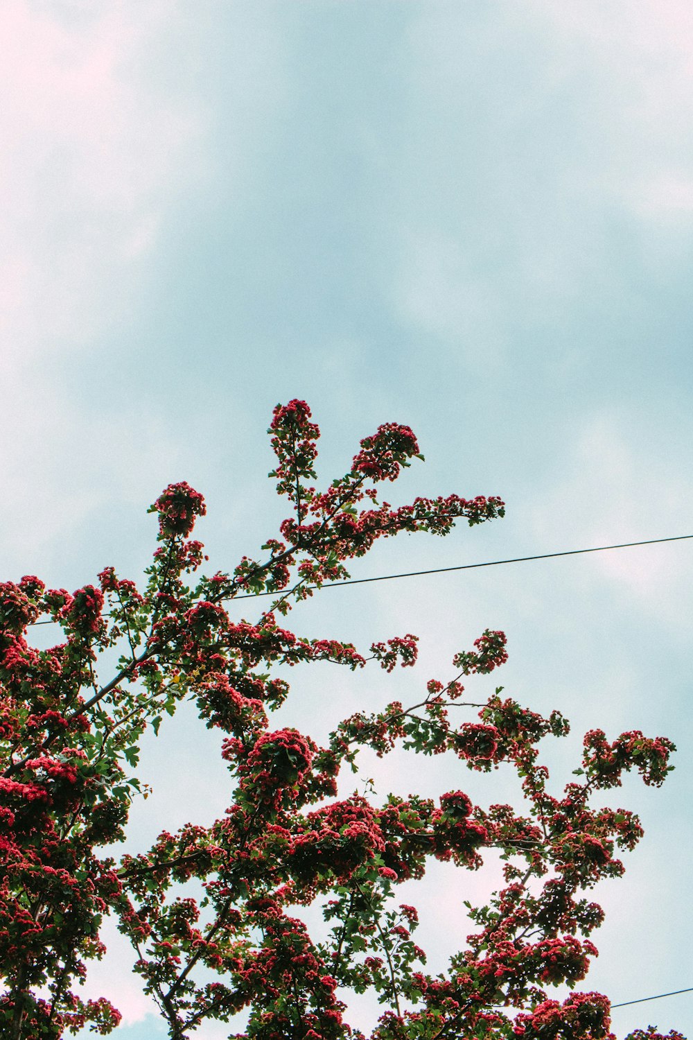 pink flowers on tree branch under cloudy sky