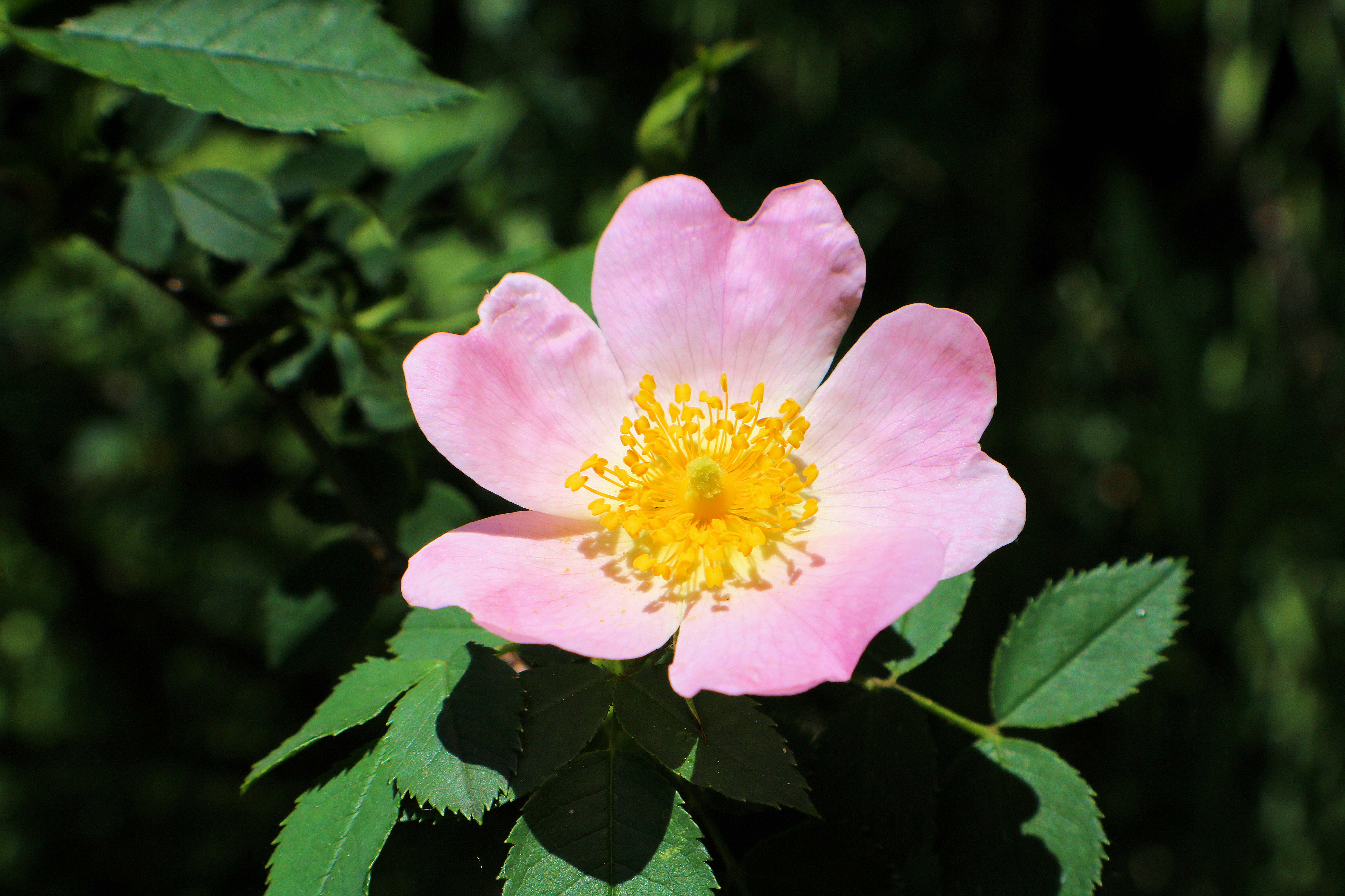 Photo by philpotophoto