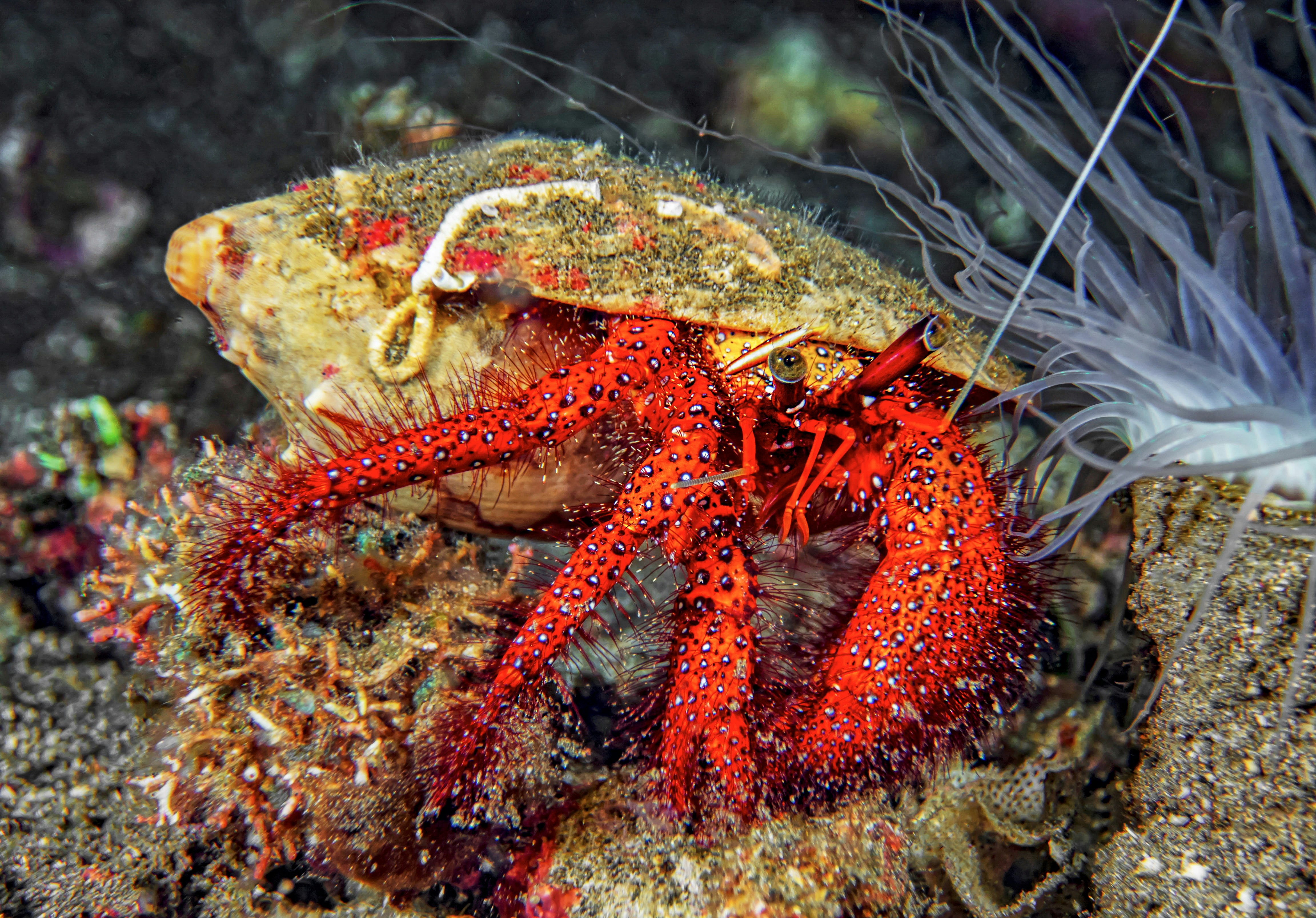 red and white sea creature