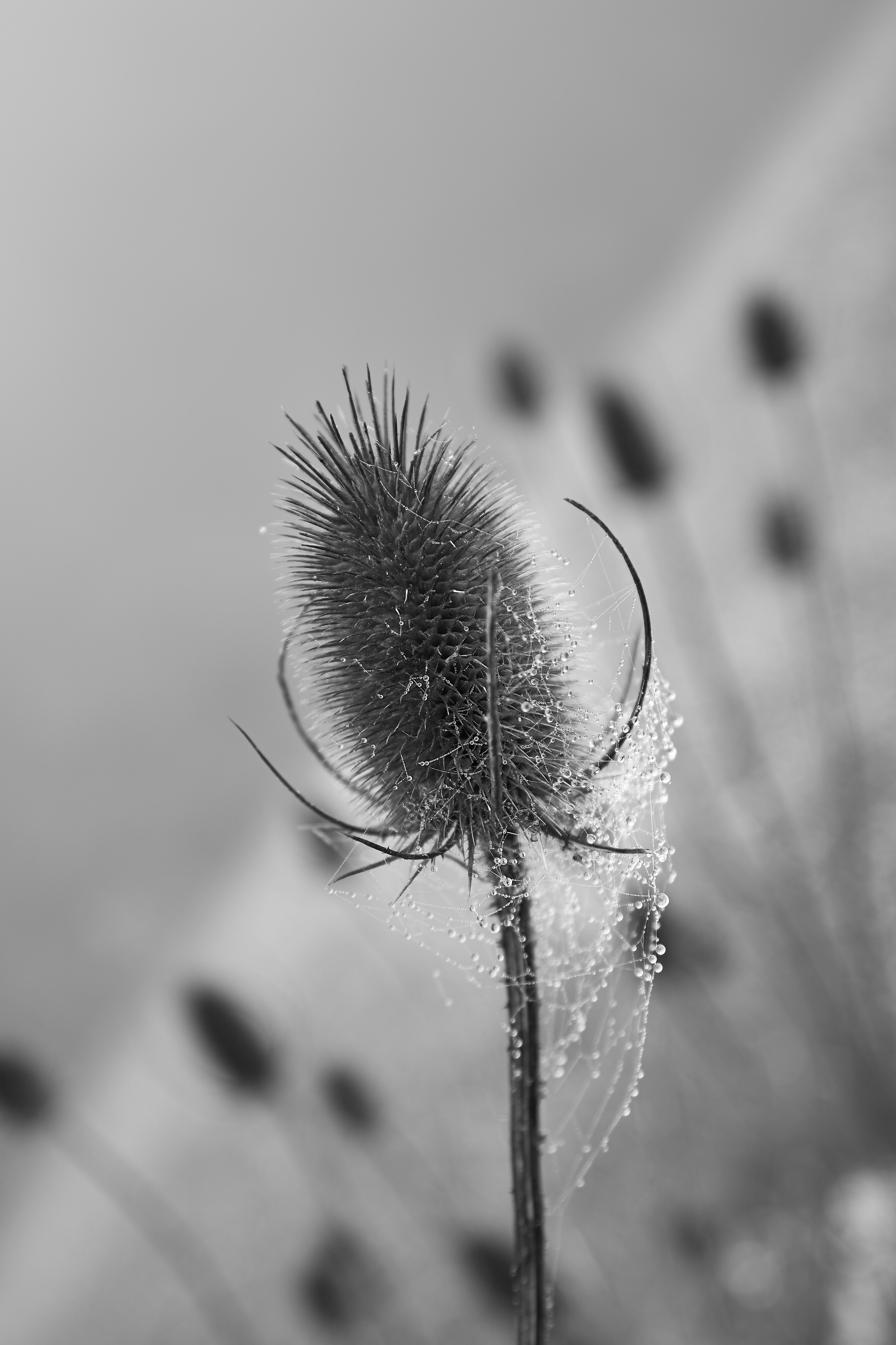 Photo by wolfgang_hasselmann