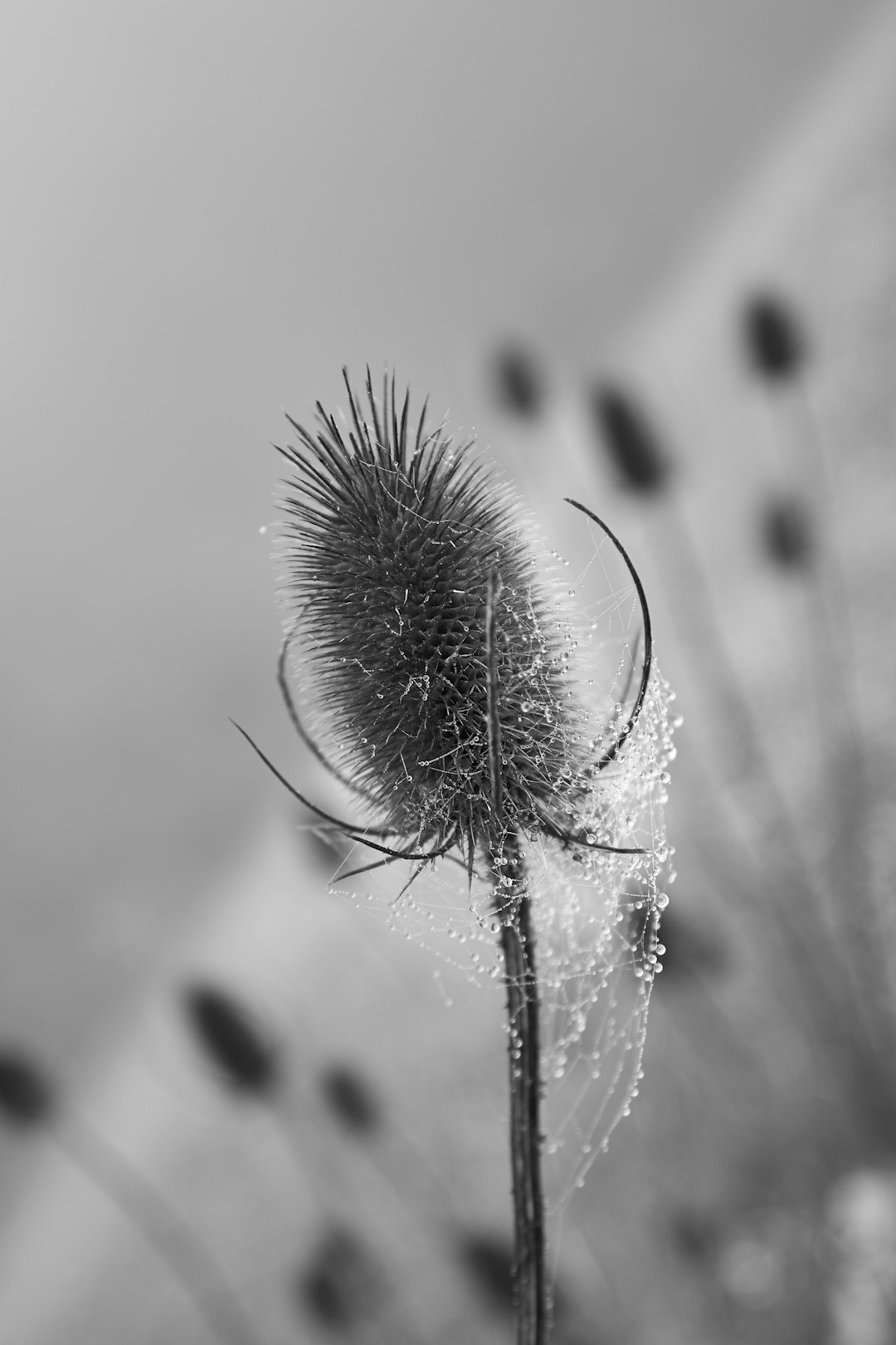 grayscale photo of dandelion flower