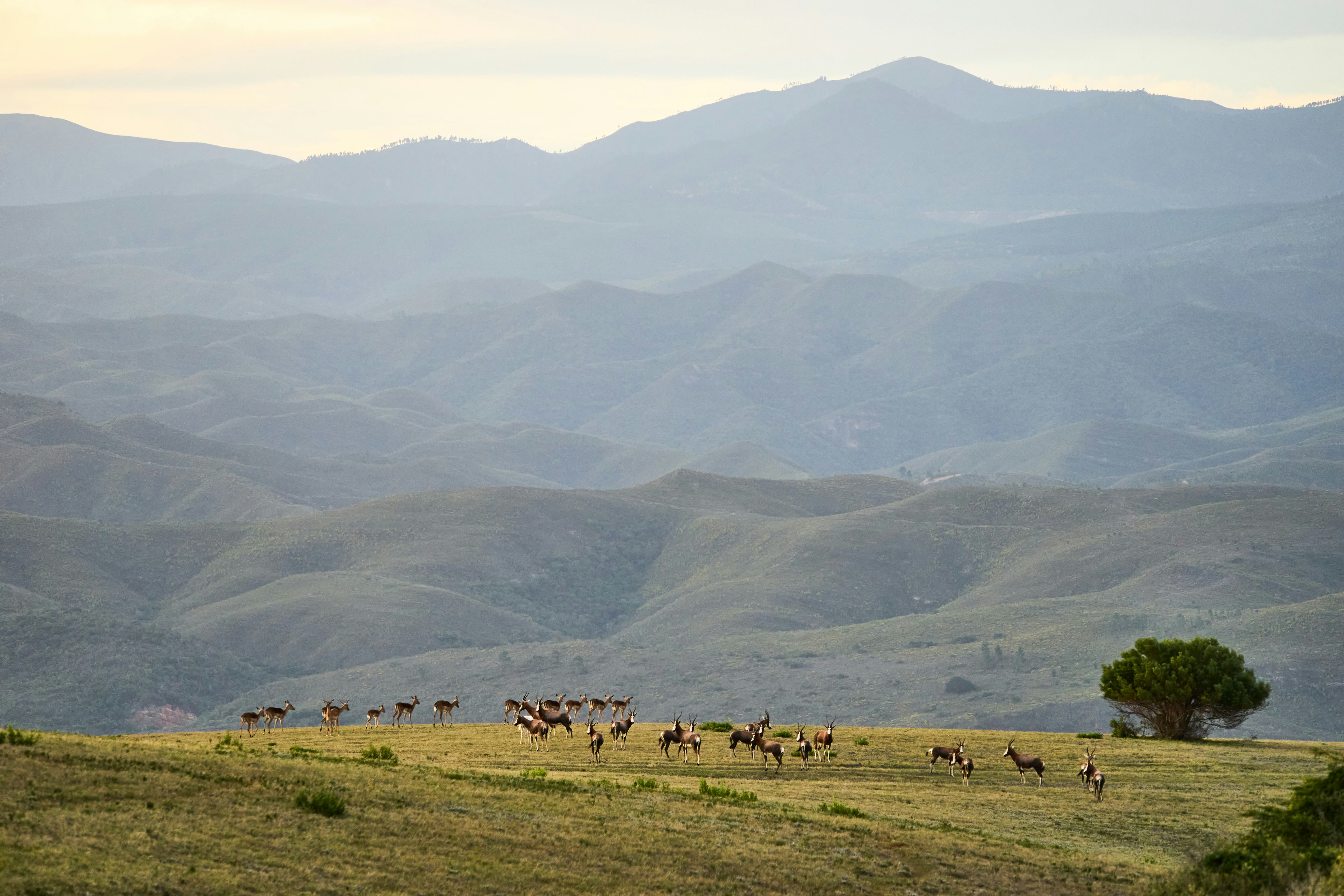 Photo by wolfgang_hasselmann