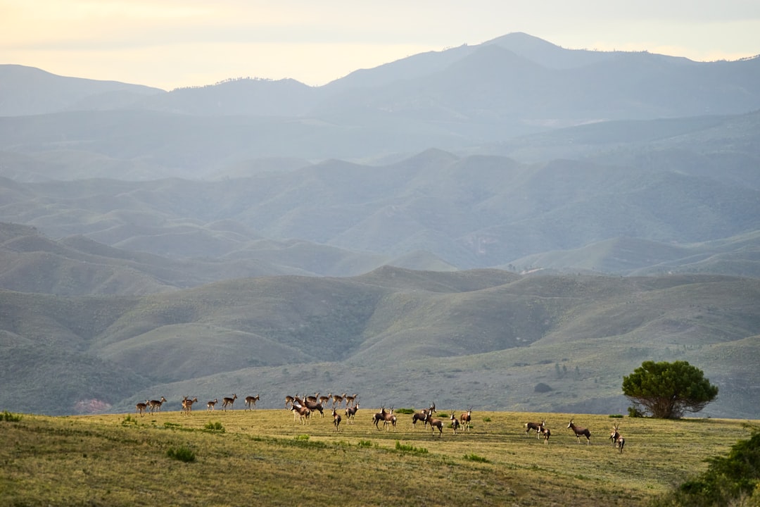 herd of cow on green grass field during daytime