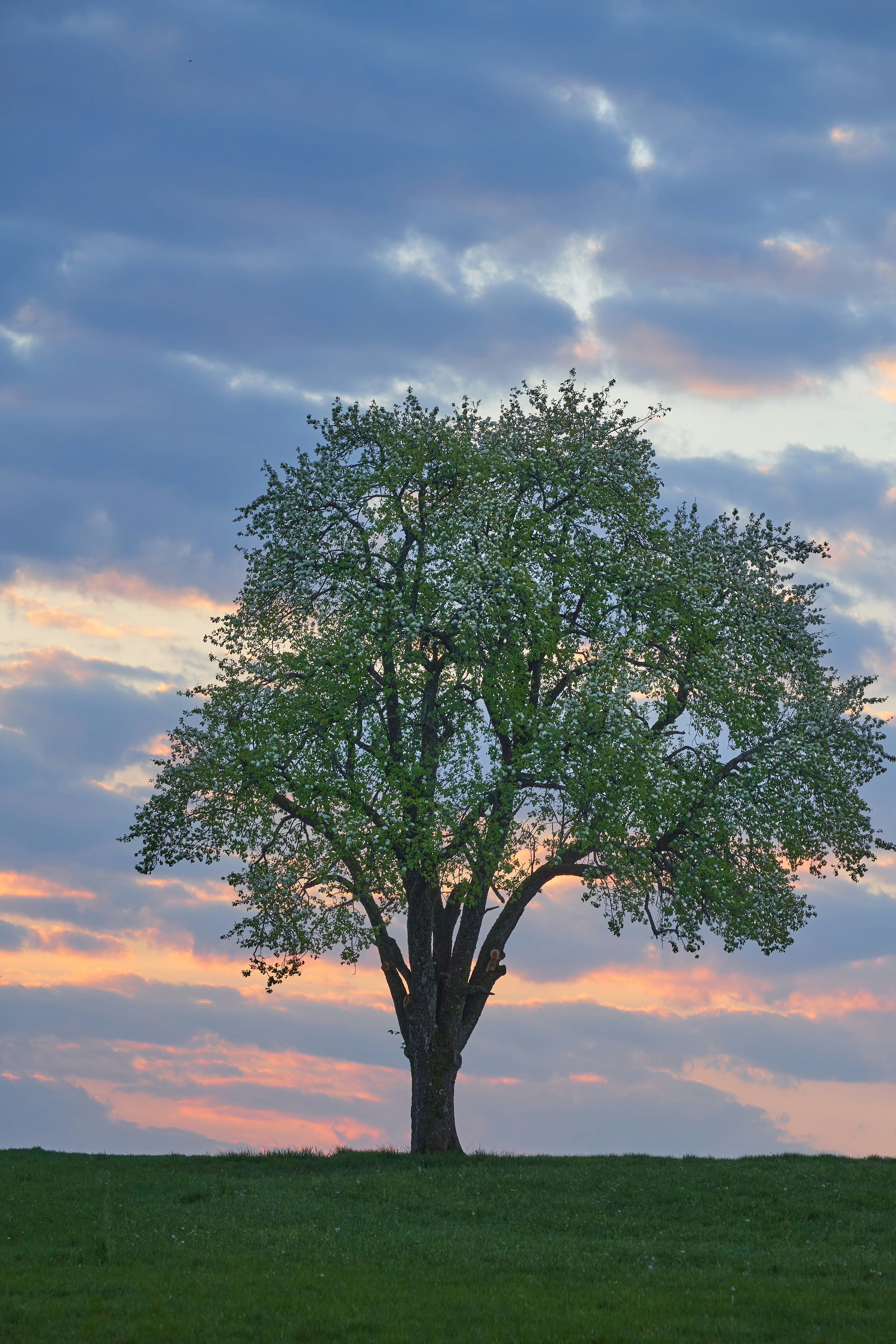 Photo by wolfgang_hasselmann