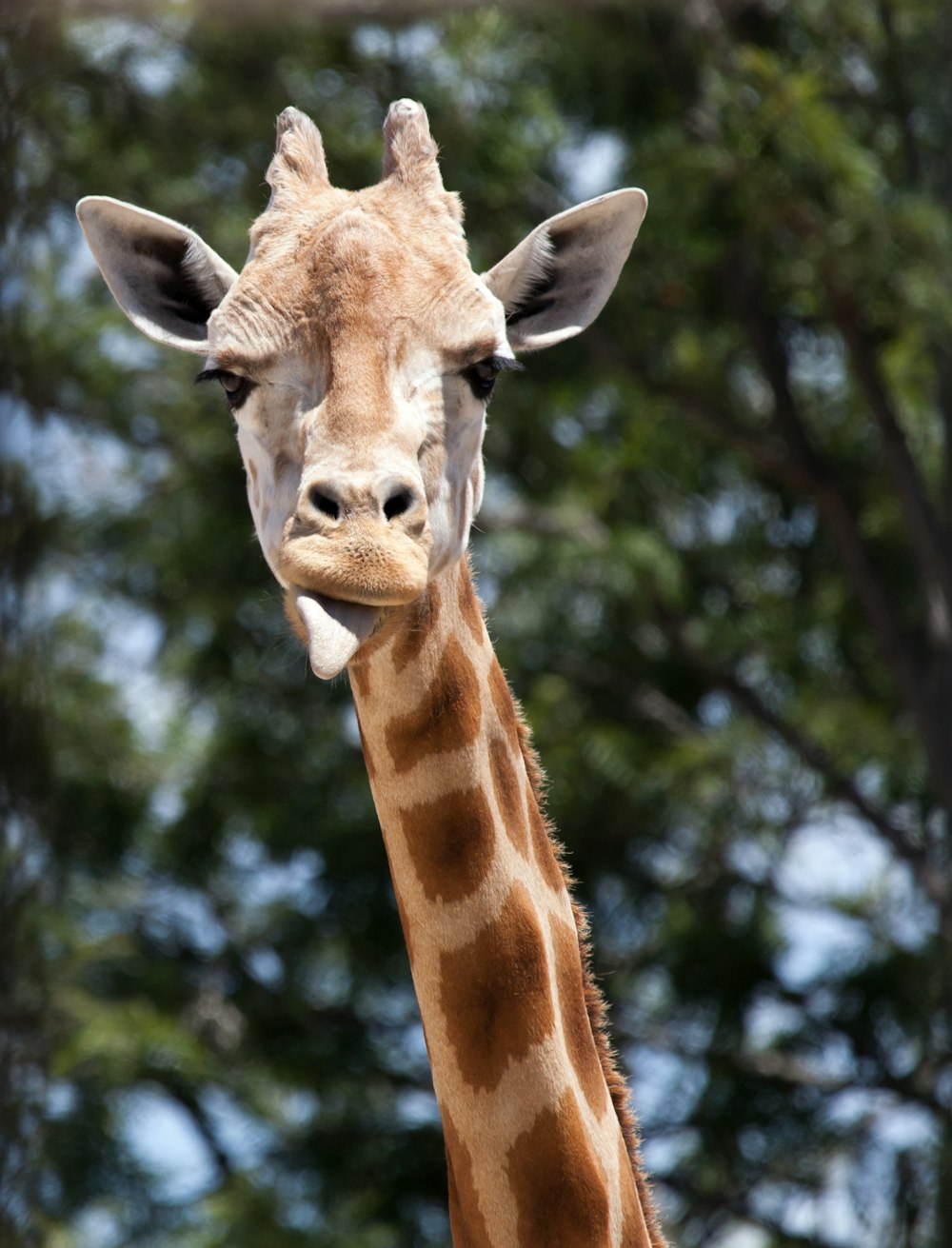 brown giraffe in tilt shift lens