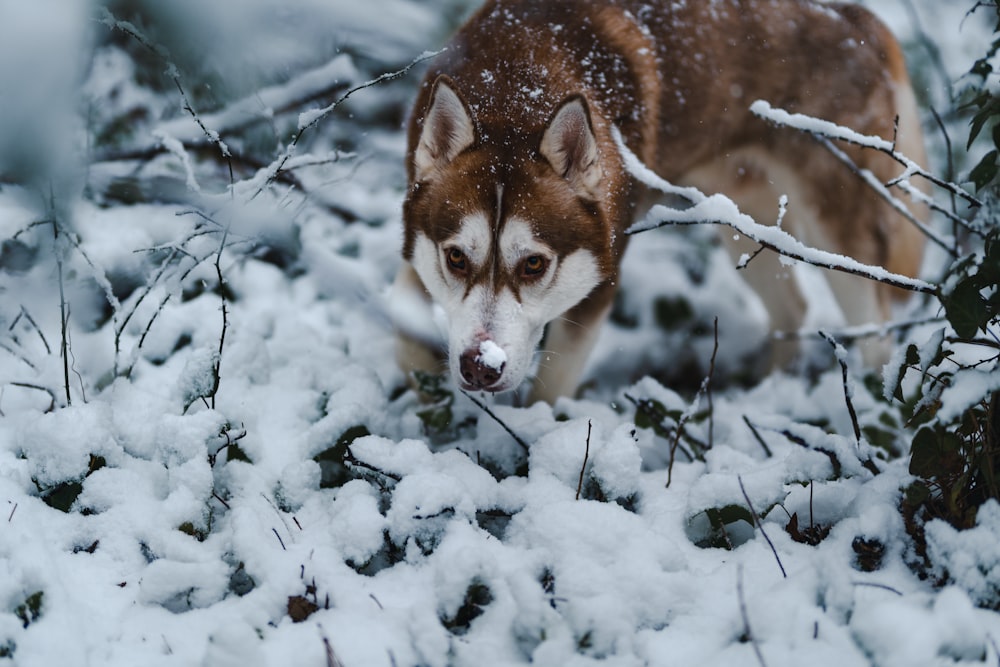 brown and white siberian husky on snow covered ground during daytime