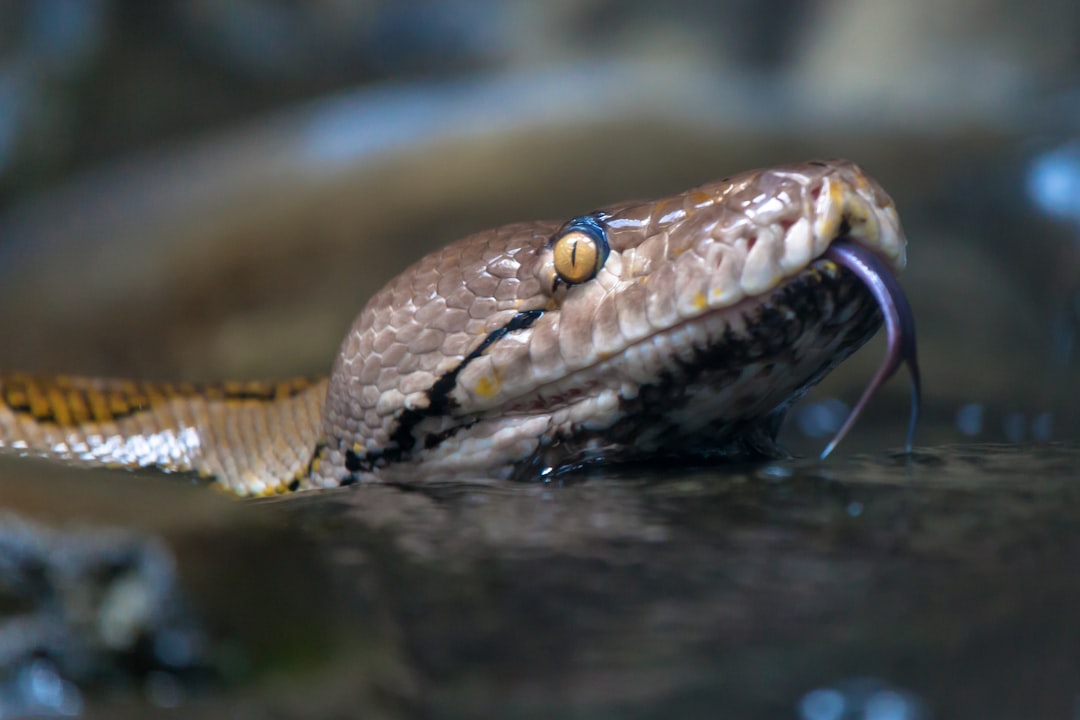 brown snake on body of water
