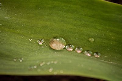 Close-up of a vibrant green plant leaf glistening with morning dew, showcasing natural beauty.