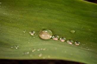 Close-up of a vibrant green plant leaf glistening with morning dew, showcasing natural beauty.