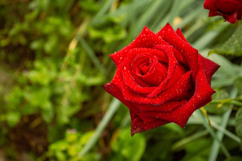 Foto rosa vermelha em flor durante o dia – Imagem de Vermelho grátis no  Unsplash