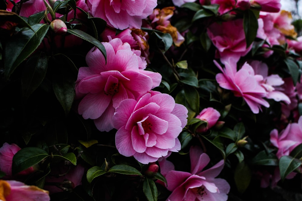 pink flowers with green leaves