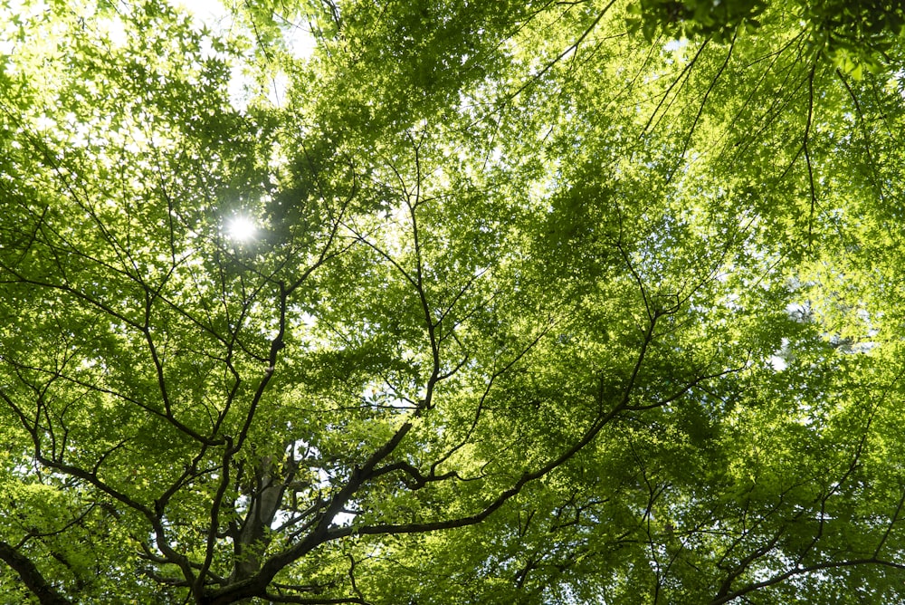 green leaf trees during daytime