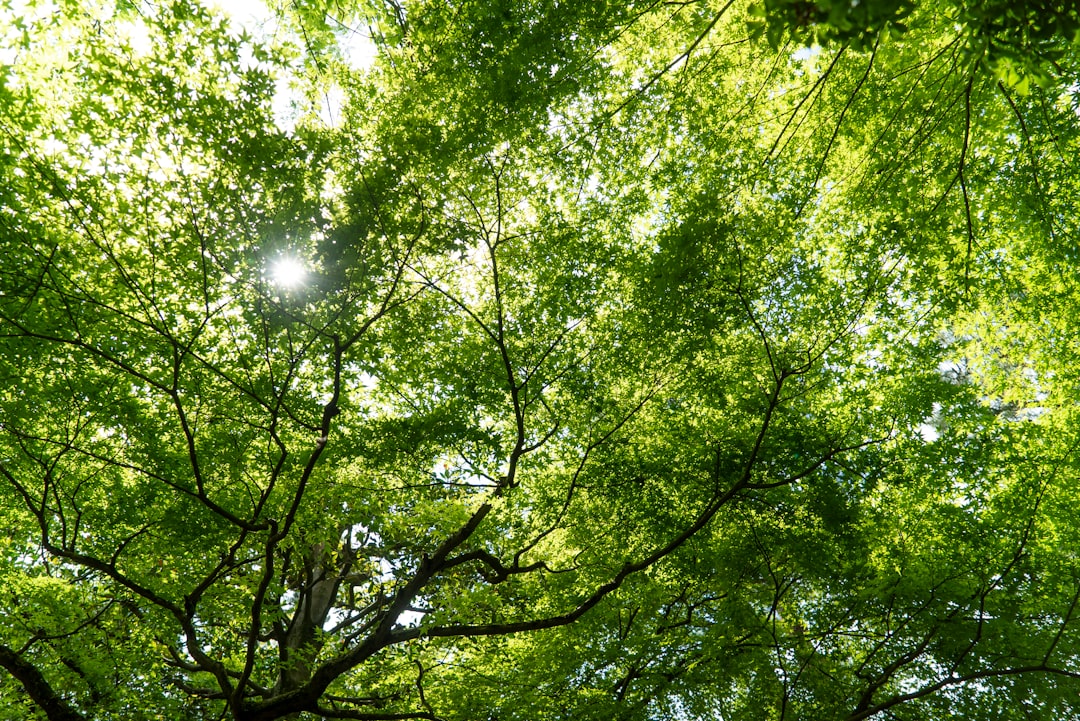 green leaf trees during daytime