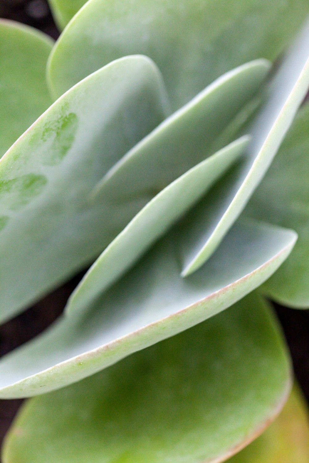 green and white plant in close up photography