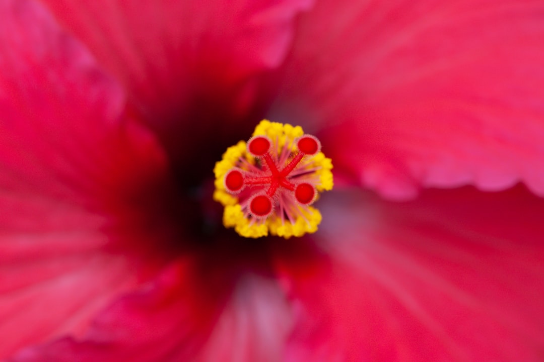 pink flower in macro shot