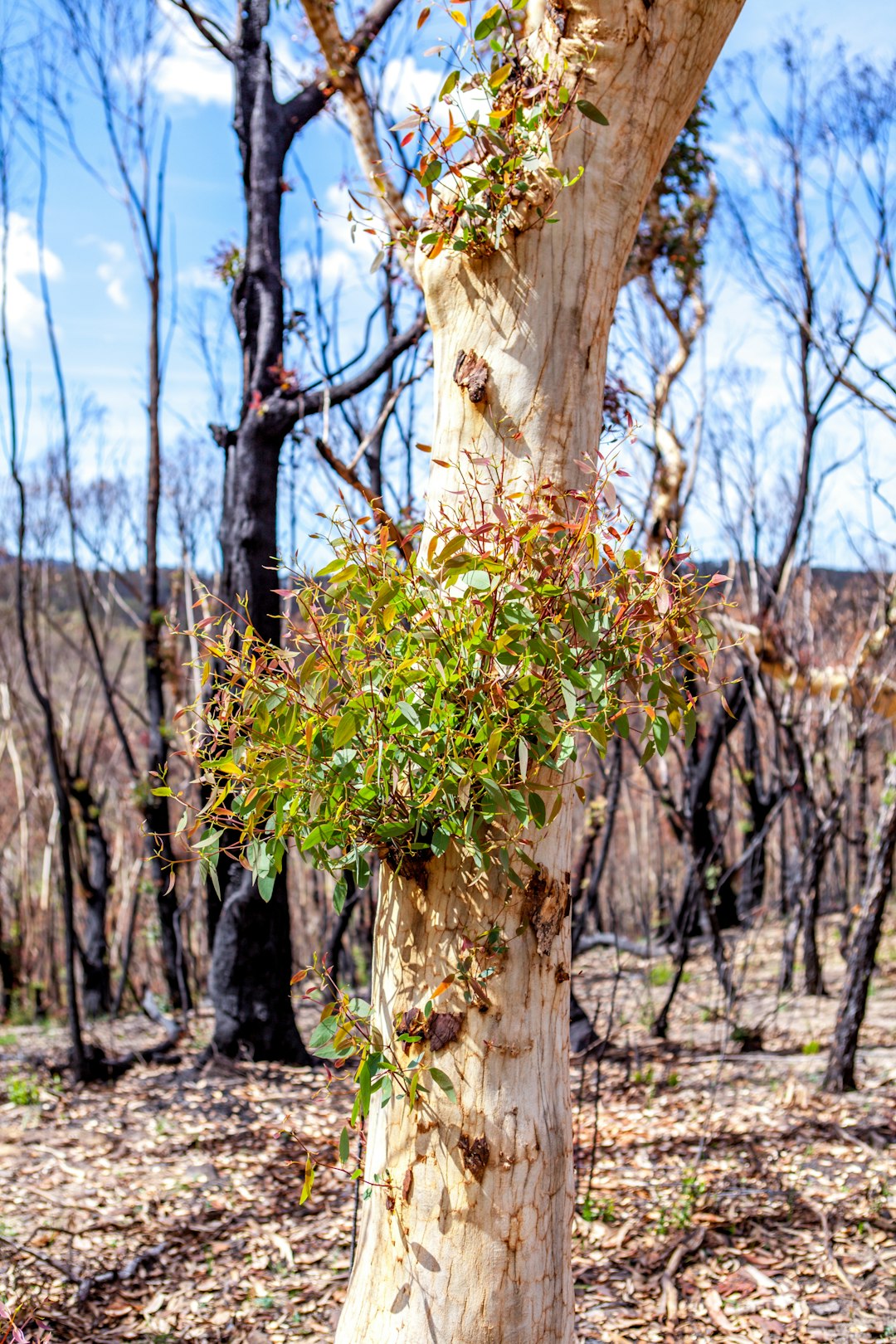 travelers stories about Northern hardwood forest in Blue Mountains, Australia