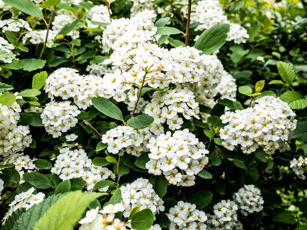 white flowers with green leaves