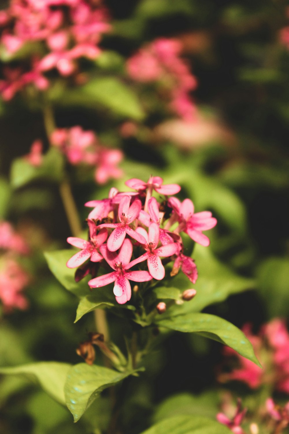 pink flowers in tilt shift lens