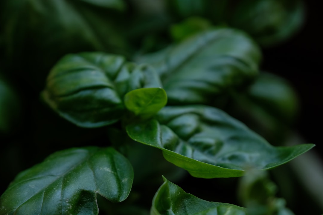 green leaves in macro lens