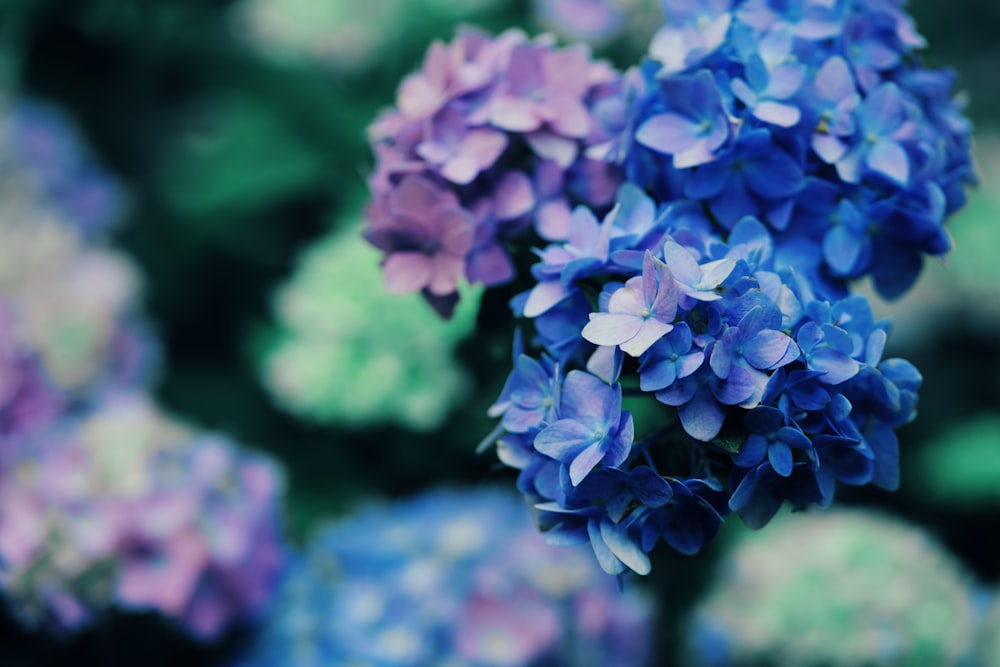 purple flowers in tilt shift lens