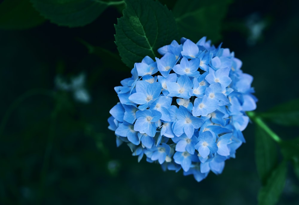 a close up of a blue flower with green leaves