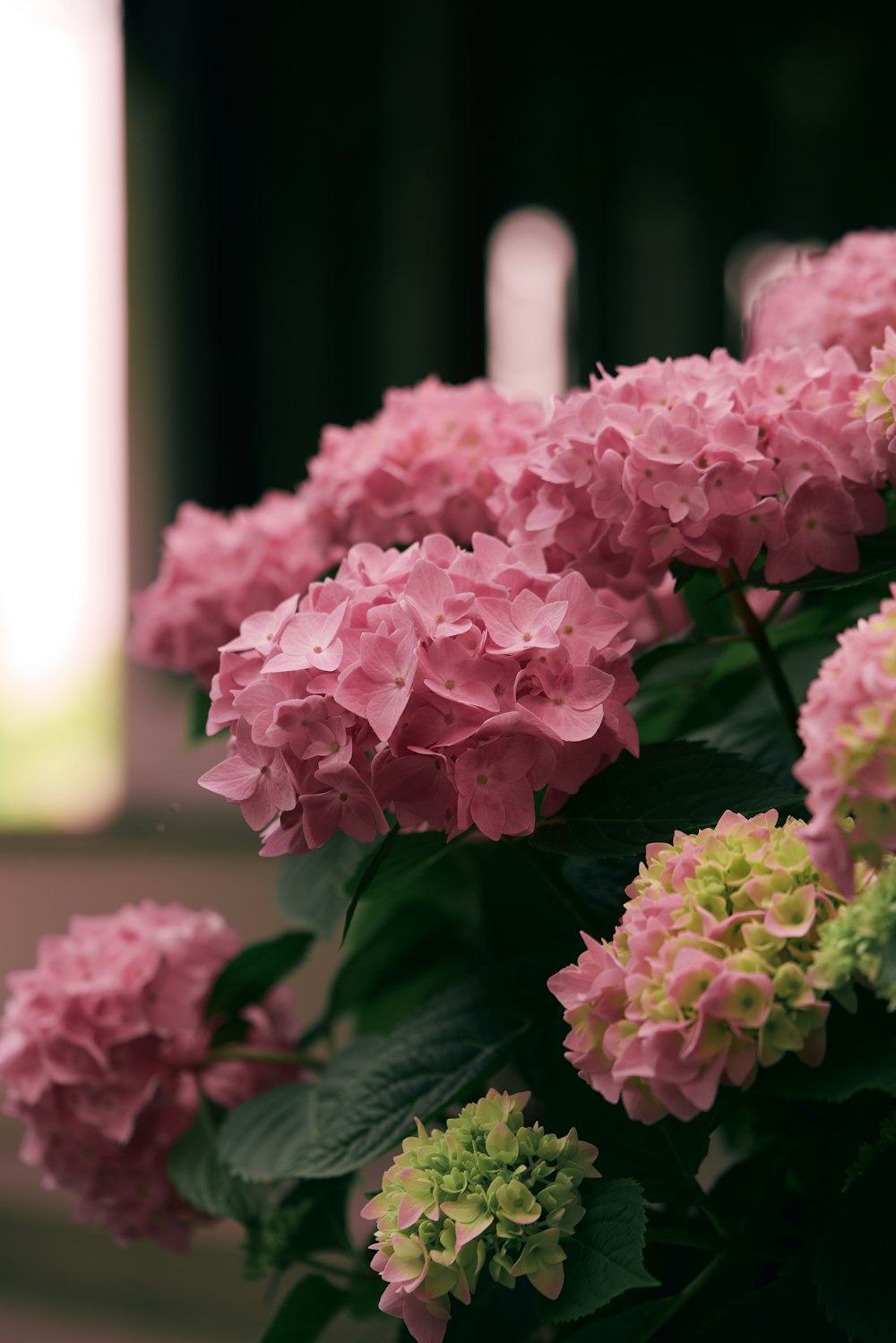 pink flowers with green leaves