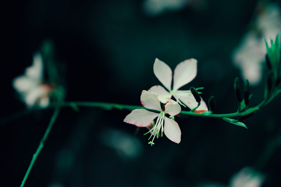 white and purple flower in tilt shift lens