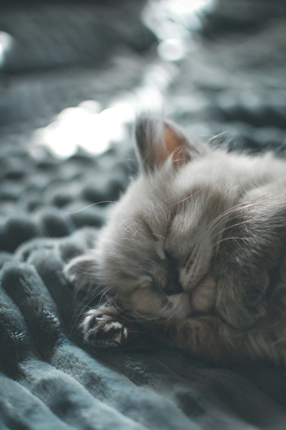 brown and white cat lying on black textile