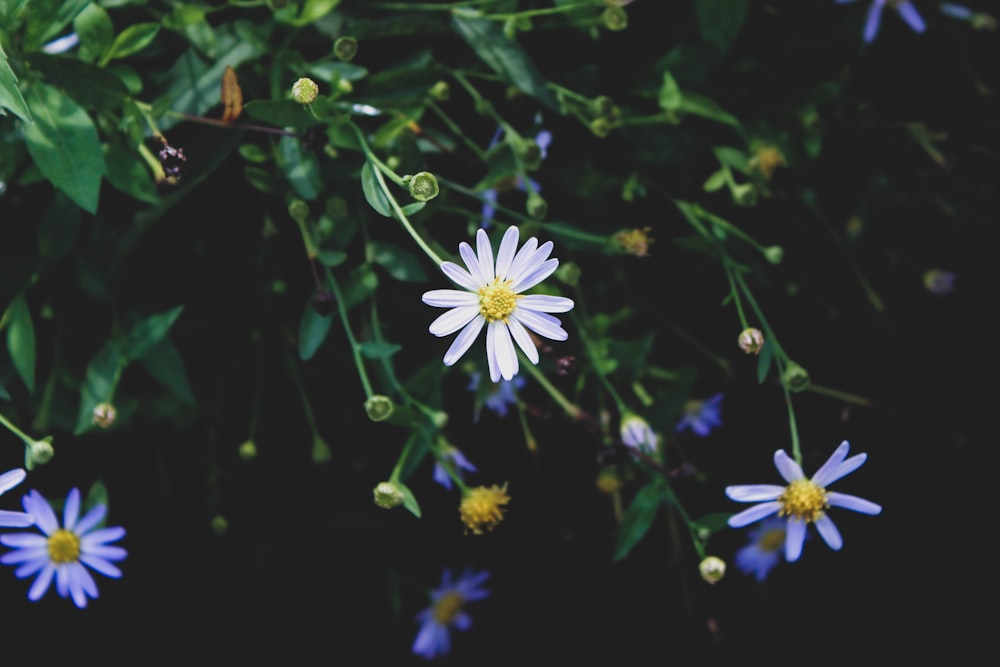 white and purple flower in tilt shift lens