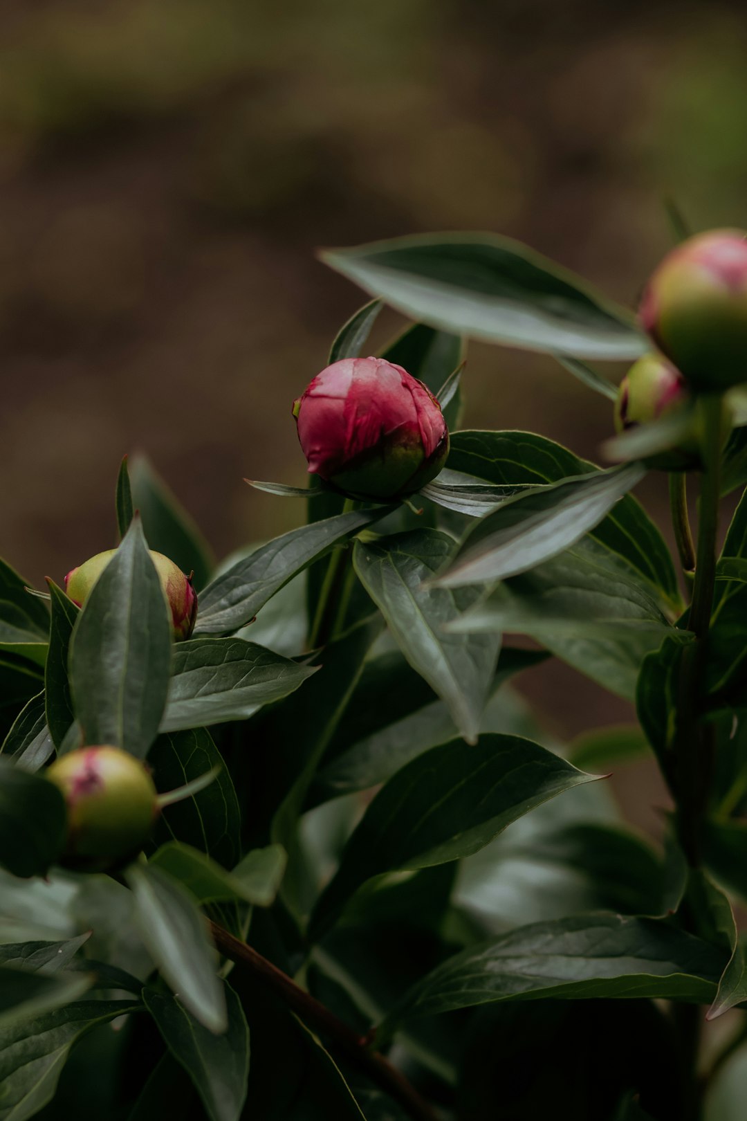 red round fruit on green leaves