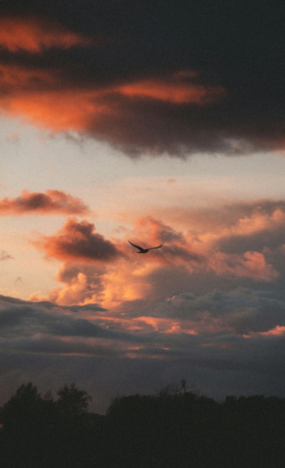 bird flying under cloudy sky during daytime