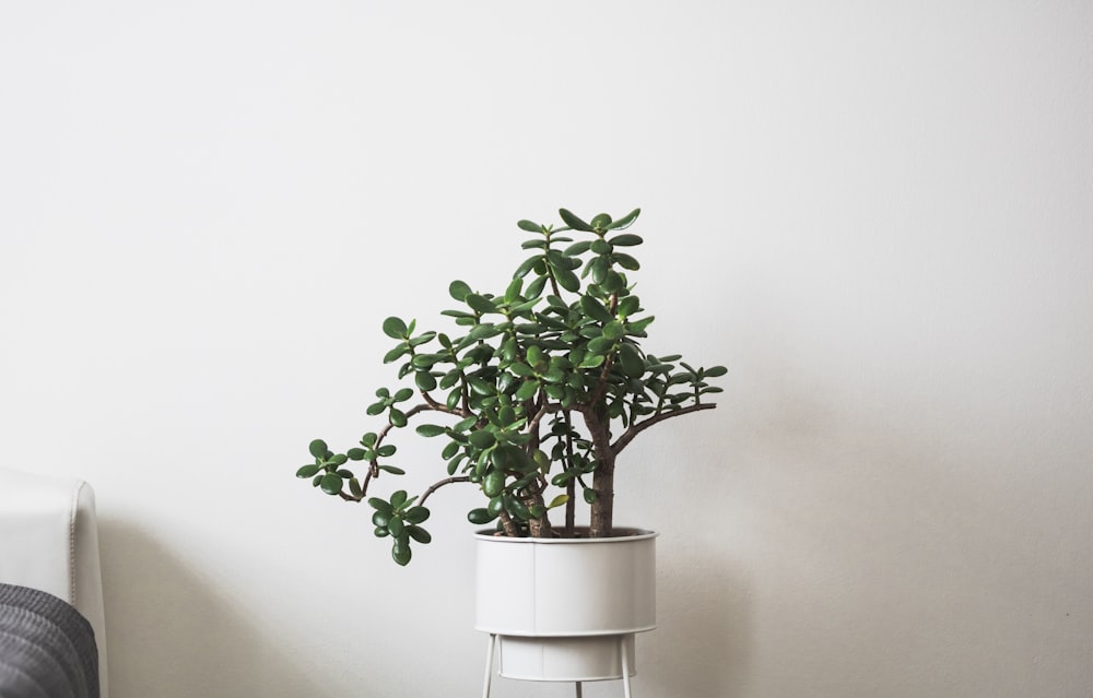 green plant on white ceramic pot