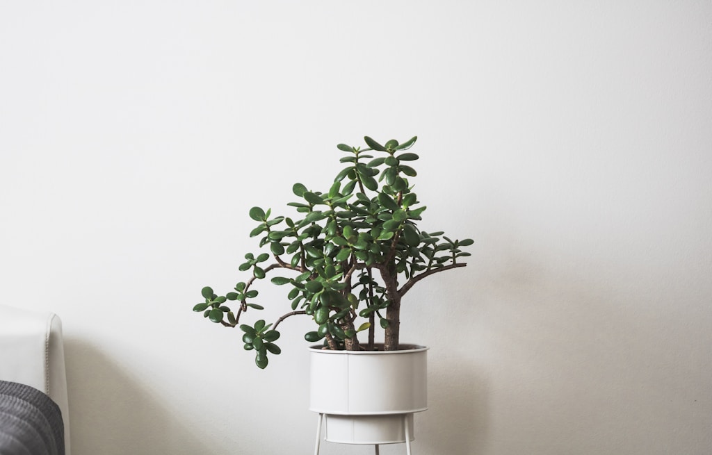 Low-Poly Plant Pot