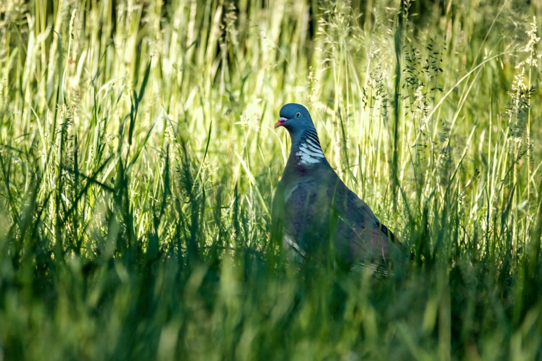 black and red beak bird on green grass field during daytime