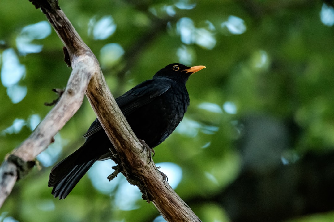 black bird on brown tree branch during daytime