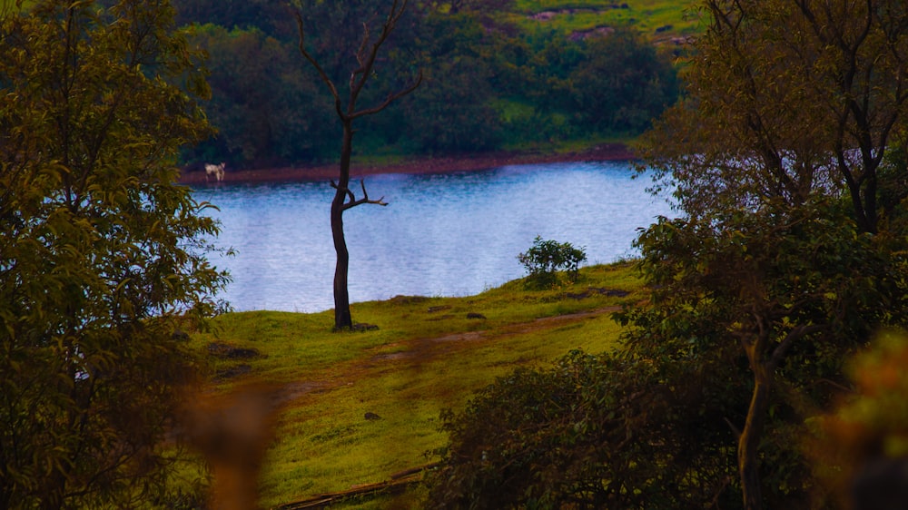 campo de grama verde perto do corpo de água durante o dia