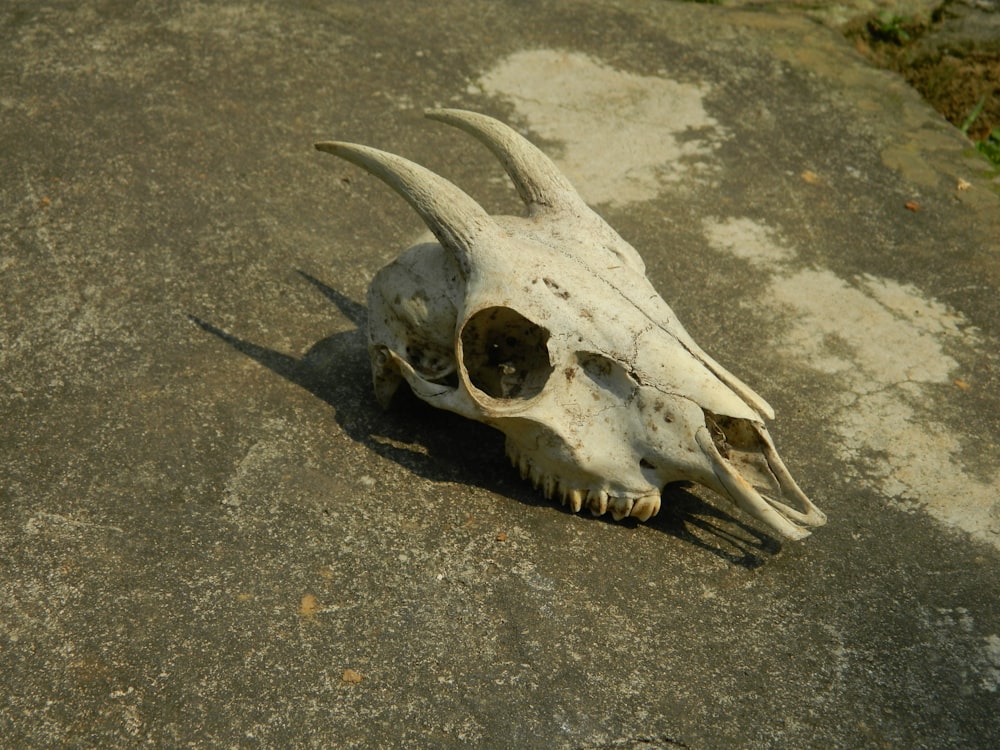 white animal skull on gray sand