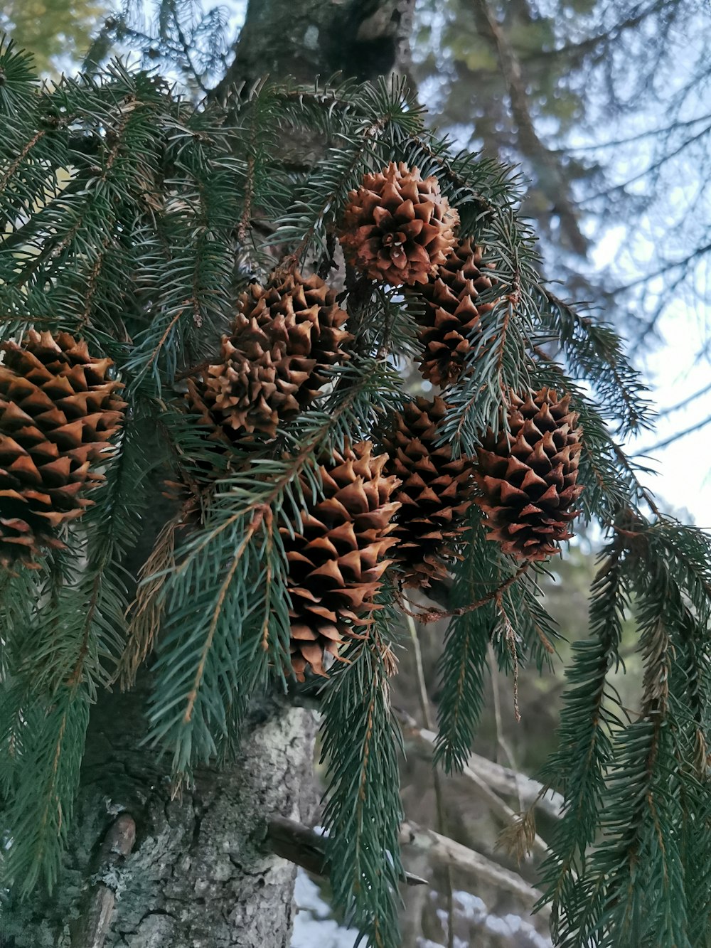 pine cone on tree covered with snow