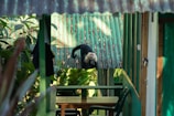 A monkey is perched on a green, corrugated metal roof surrounded by lush foliage and green-painted structures. The setting appears to be a tropical or jungle environment, perhaps part of a small building or shelter.