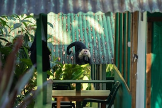 A completed installation of an anti monkey net on a residential building in bangalore