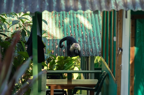 A monkey is perched on a green, corrugated metal roof surrounded by lush foliage and green-painted structures. The setting appears to be a tropical or jungle environment, perhaps part of a small building or shelter.