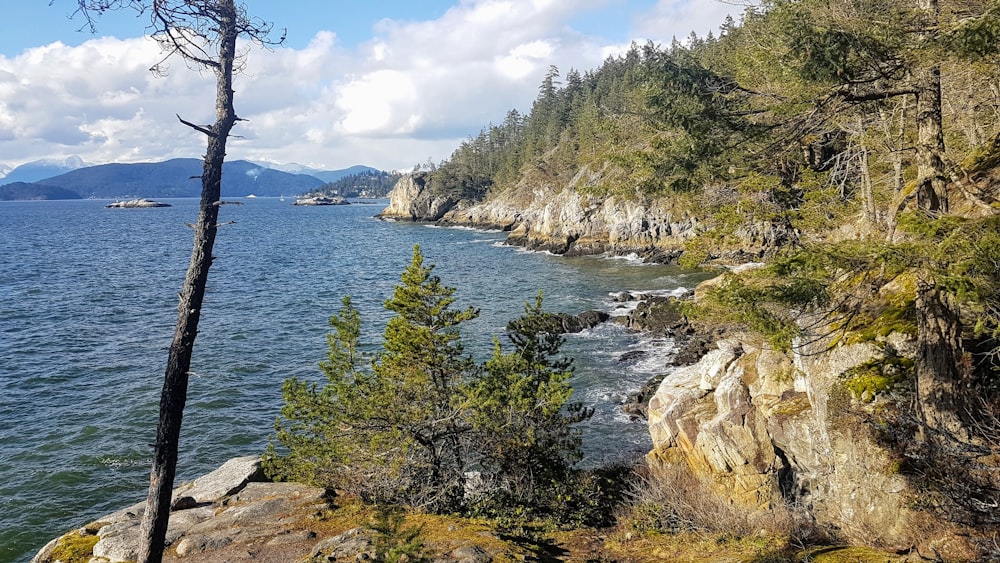 alberi verdi vicino allo specchio d'acqua durante il giorno