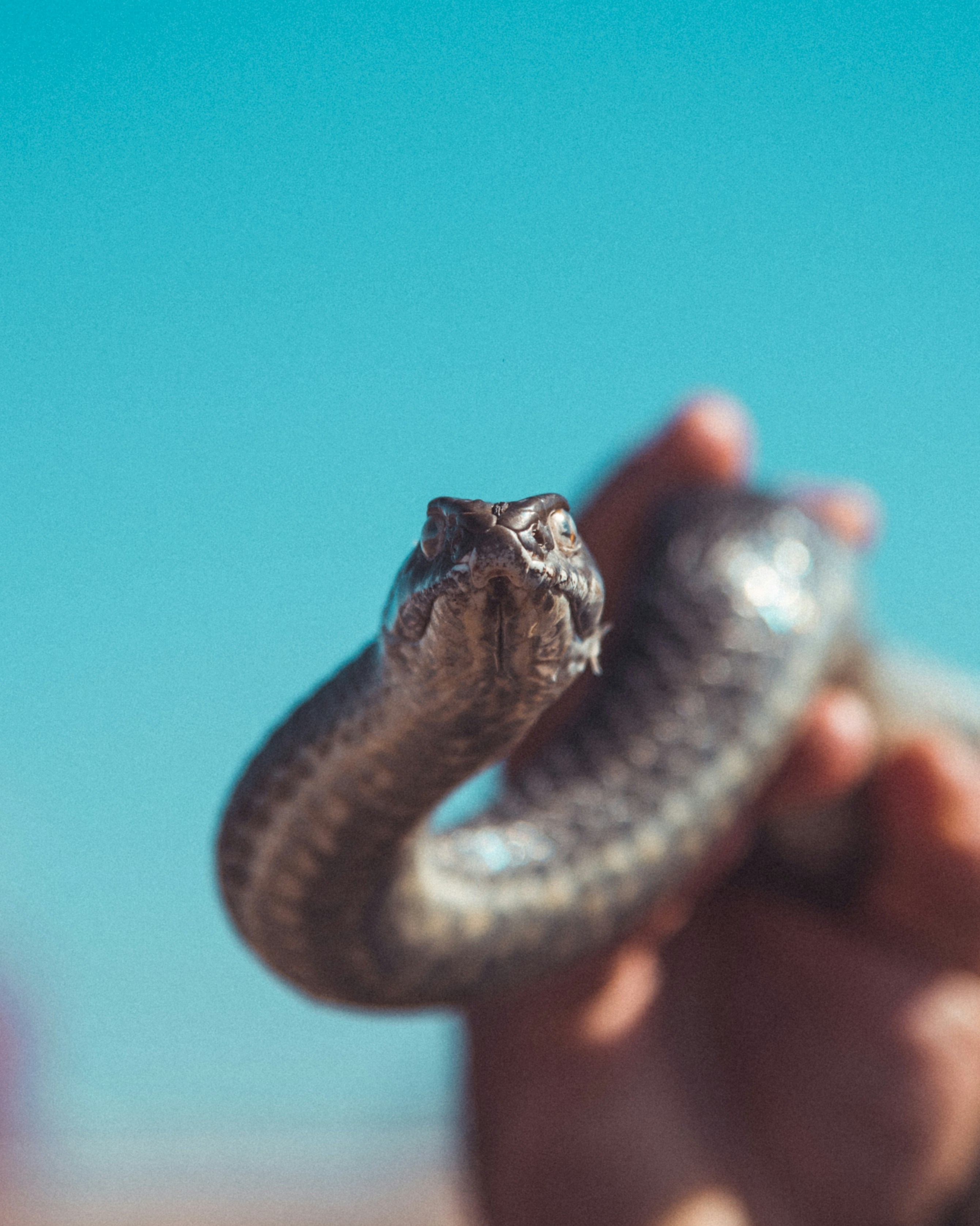 Personal Values: The Ethics Of Raising Cobras
