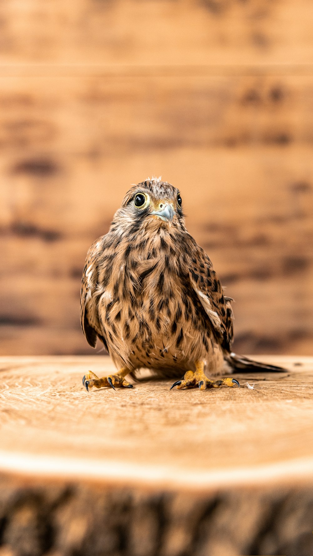 brown and white owl on brown wooden table