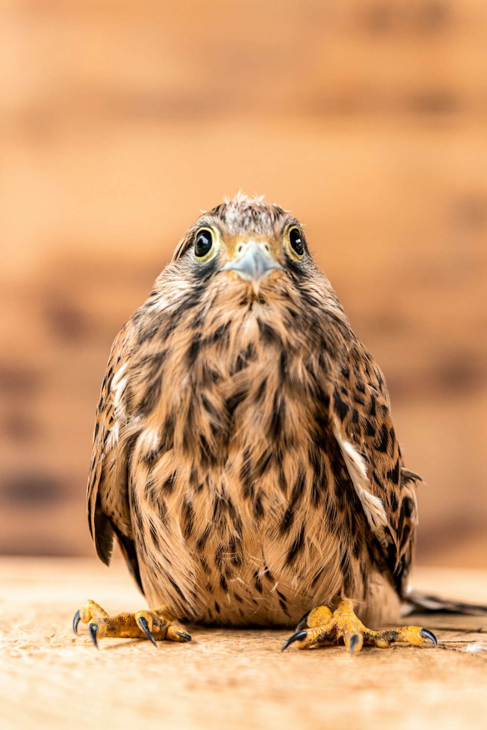 brown and white owl in close up photography during daytime