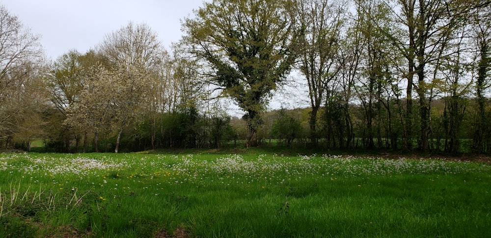 green grass field with trees during daytime