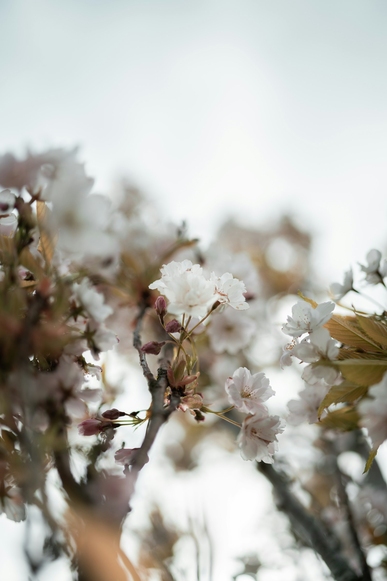 Sigma 35mm F1.2 DG DN Art sample photo. White flowers in tilt photography