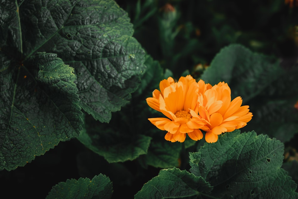 Orange Blume in Tilt Shift Linse