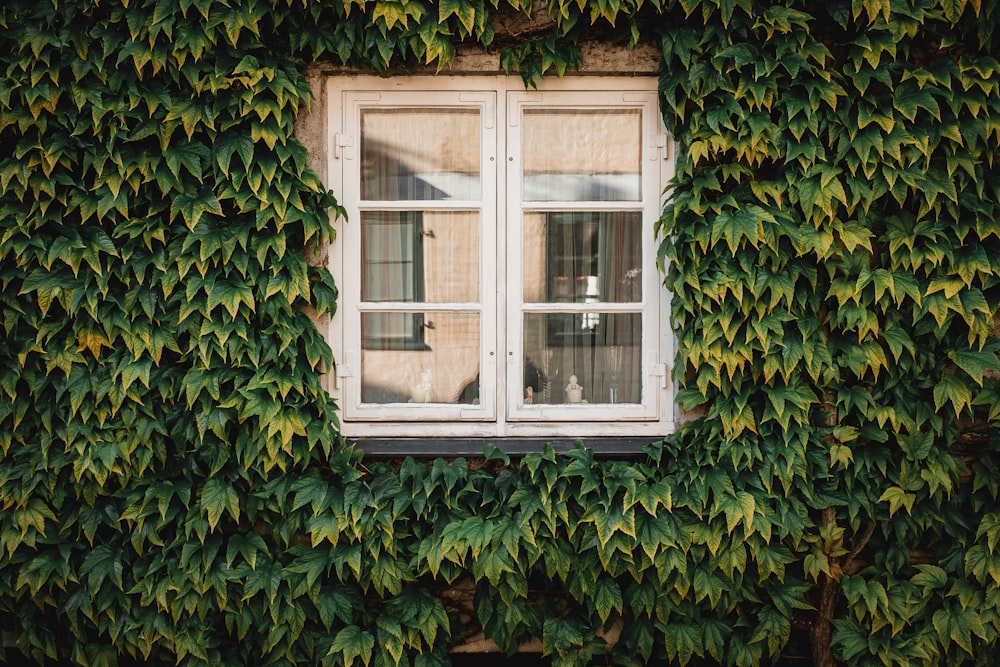 Fenêtre en verre encadrée en bois blanc